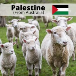 Palestine Lamb (All meat to Palestine)