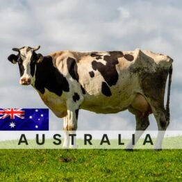 Australia COW (whole) (Chilled meat air flown to Singapore)